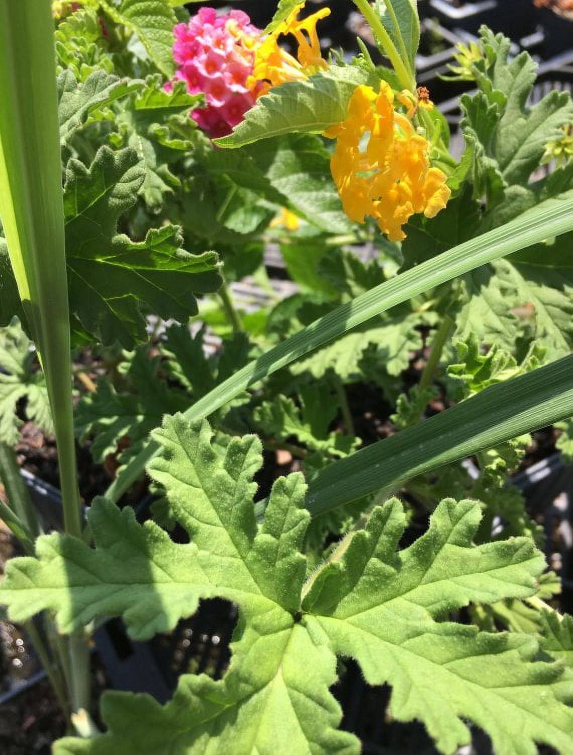 Daylily Nursery Mosquito Repeller Pack. Comes with 2 Citronella Plant, 2 Lemongrass Plants - Product image 1