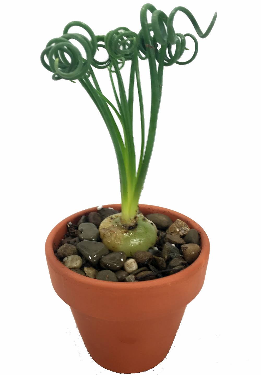 Rare Frizzle Sizzle Plant - Albuca - Strange - 2 Bulbs - Succulent House Plant - Product image 1